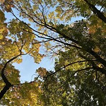 Public Trees at 160 University Rd