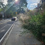 Sidewalk Obstruction at 279 Walnut St