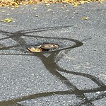 Pothole at 183 Kent St