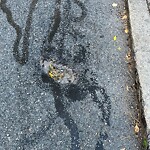 Pothole at 140–162 Kent St