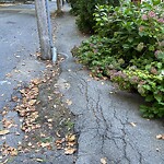 Sidewalk Repair at 36–98 Cumberland Ave