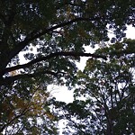 Public Trees at Emerald Necklace, Boston