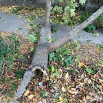 Sidewalk Obstruction at 118 Winchester St