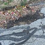 Pothole at 43 Crowninshield Rd