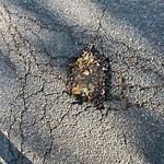 Pothole at 1–99 Elba St