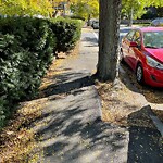 Sidewalk Repair at 75 Centre St