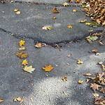 Sidewalk Repair at 311 Clinton Rd