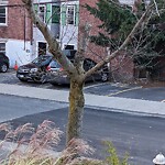 Public Trees at 37 Bartlett Cres