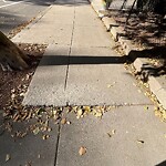 Sidewalk Repair at 465 Washington St