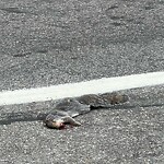 Dead Animals at 317 Cypress St