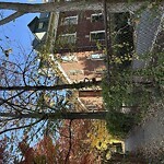 Public Trees at 104 Babcock St, Brookline 02446