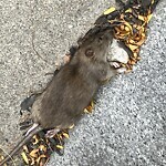 Rodent Issues at 455 Harvard St