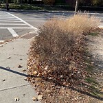 Sidewalk Obstruction at 282 Cypress St