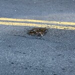 Pothole at 716–722 Washington St