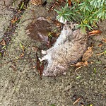 Rodent Issues at 2–98 Lowell Rd