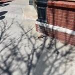 Dead Animals at 5–21 Station St