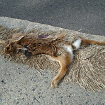 Dead Animals at 132 Summit Ave
