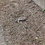 Dead Animals at N42.34 E71.11