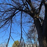 Public Trees at 269 Bonad Rd, Chestnut Hill