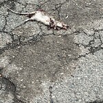 Rodent Issues at 68 Fuller St
