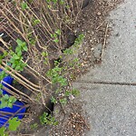 Rodent Issues at 160 Thorndike St