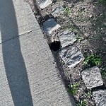 Rodent Issues at 20 Kent St