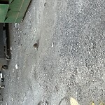 Rodent Issues at Andem Pl