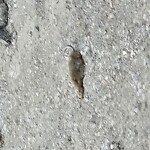 Rodent Issues at 7 Kent St, Brookline 02445