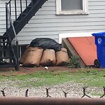Rodent Issues at 18 Winslow Rd