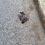Dead Animals at 35 Park St