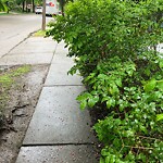Sidewalk Obstruction at 145 Freeman St