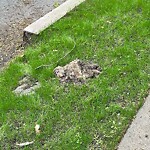 Dead Animals at 48–152 Crafts Rd, Chestnut Hill