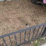 Rodent Issues at 21 Rice St