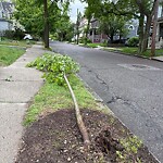 Public Trees at 133 Coolidge St