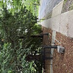 Sidewalk Obstruction at 156 Ivy St
