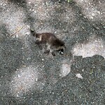 Dead Animals at Willow Pond Rd, Boston
