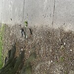 Dead Animals at Babcock St & John St