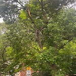 Public Trees at 185 Freeman St