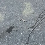 Dead Animals at 42.35 N 71.12 W