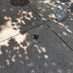 Dead Animals at 168 Winthrop Rd