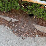 Rodent Issues at 1717 Beacon St