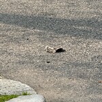 Dead Animals at 37 Beaconsfield Rd