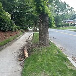 Public Trees at 219–255 Eliot St