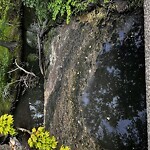 Water and Sewer at Emerald Necklace Trail, Brookline 02445