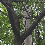 Public Trees at 36 Osborne Rd