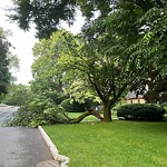 Public Trees at 260 Eliot St, Chestnut Hill