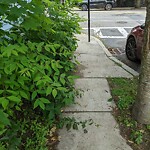 Sidewalk Obstruction at 1 Roberts St