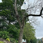 Public Trees at 42.342N 71.136W