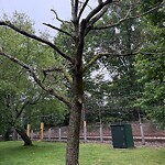 Public Trees at 10 Pearl St