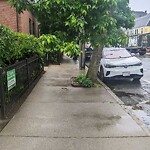 Public Trees at 249 Cypress St